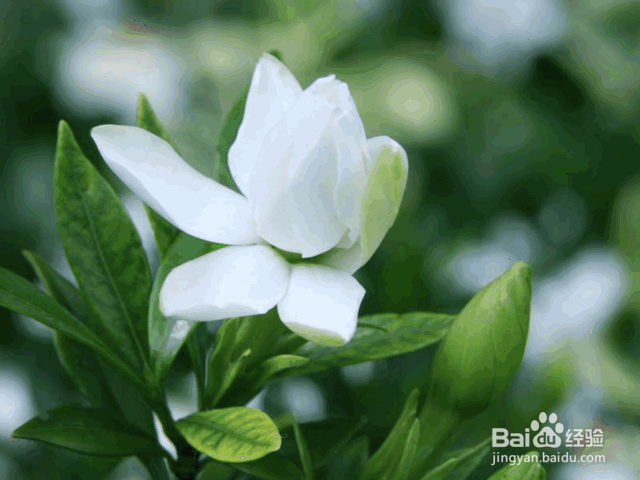 栀子花的养殖方法和注意事项