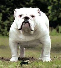 狗狗,我的世界不能没有你