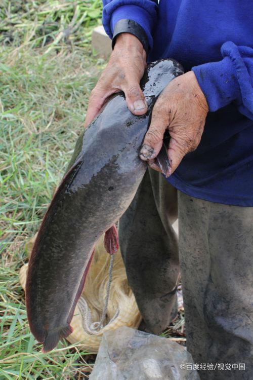 鯰魚黏液需要處理嗎