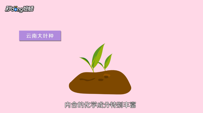 普洱茶的特点有哪些？