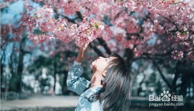 樱花怎么拍人好看