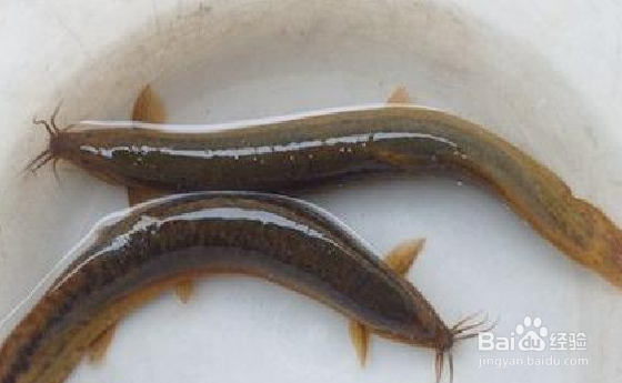 吃泥鳅的禁忌