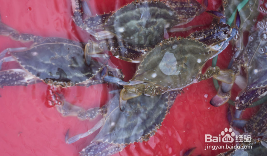 日照吃海鲜好吃不被黑的经验