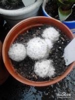 仙人掌类植物夜晚吸碳吐氧之谜