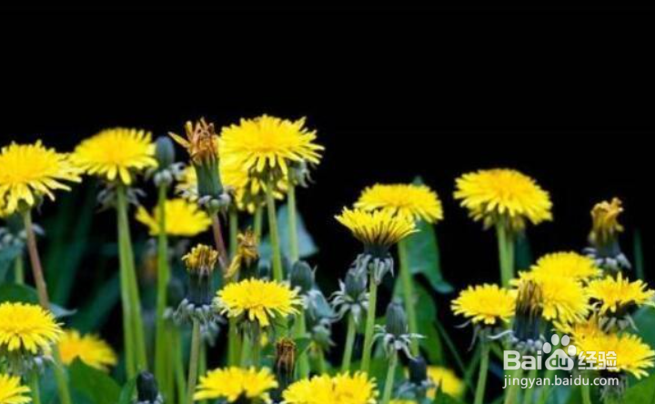 蒲公英种子的播种方法