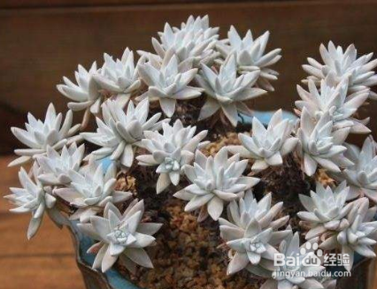 多肉白菊怎么养