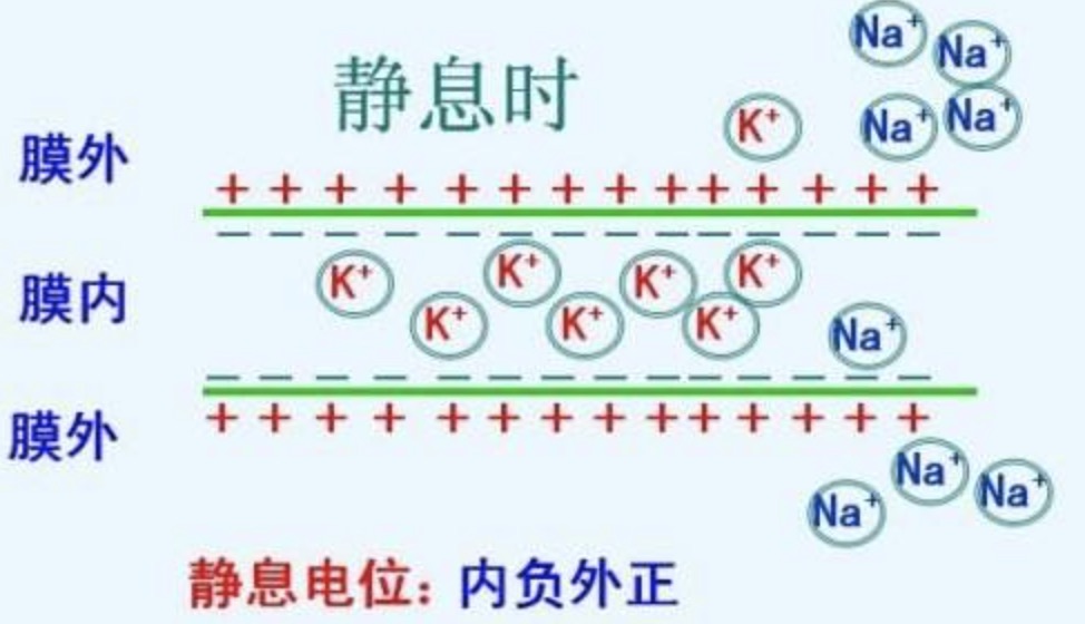 神经细胞静息电位形成的主要机制是什么