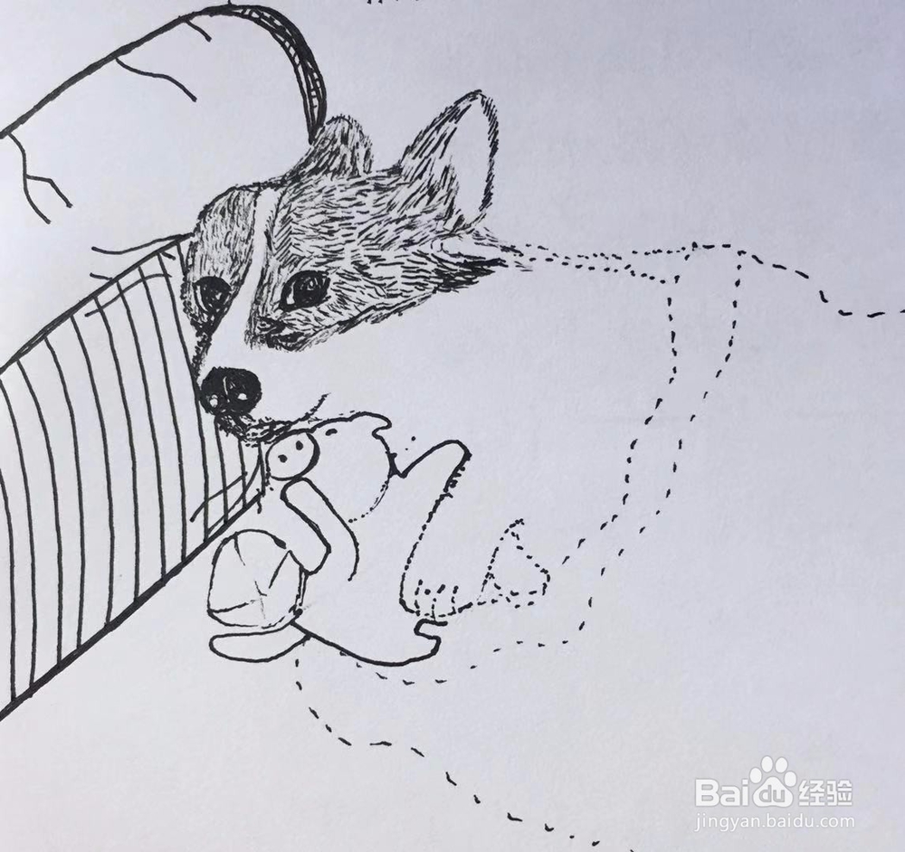 茉莉手绘之萌宠柯基