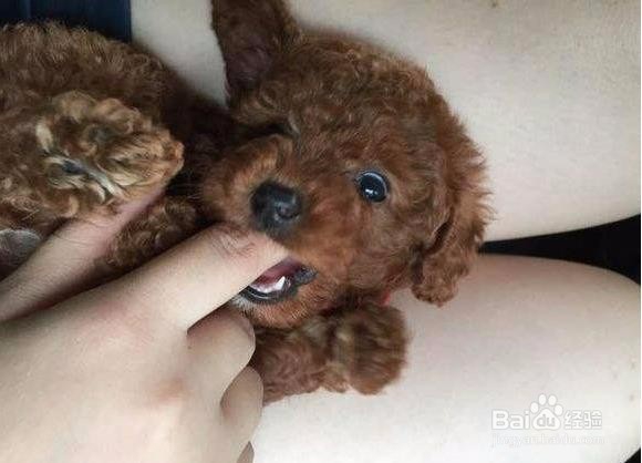汪星人百科：了解狗狗咬人的8个原因