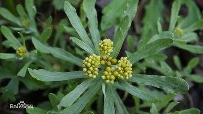 清明饼棉菜饼青团的做法