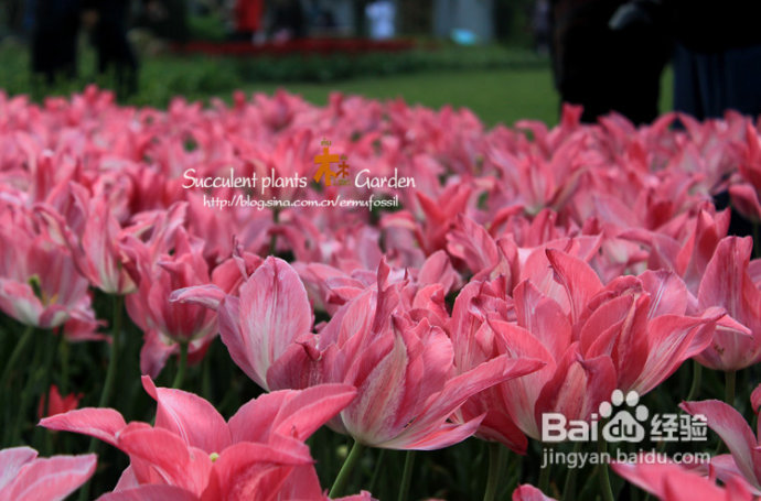 上海植物园（上）