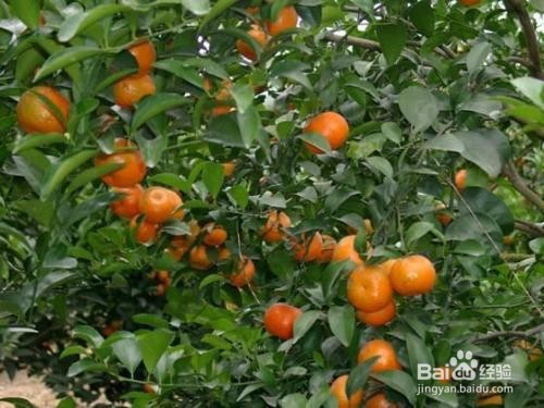 沙糖桔环割致果树变黄怎么处理