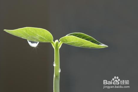 绿叶中色素的作用