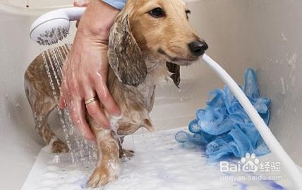 夏天如何正确给狗洗澡