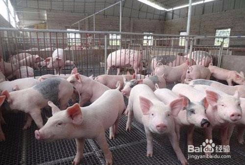 怎样养猪才能赚钱