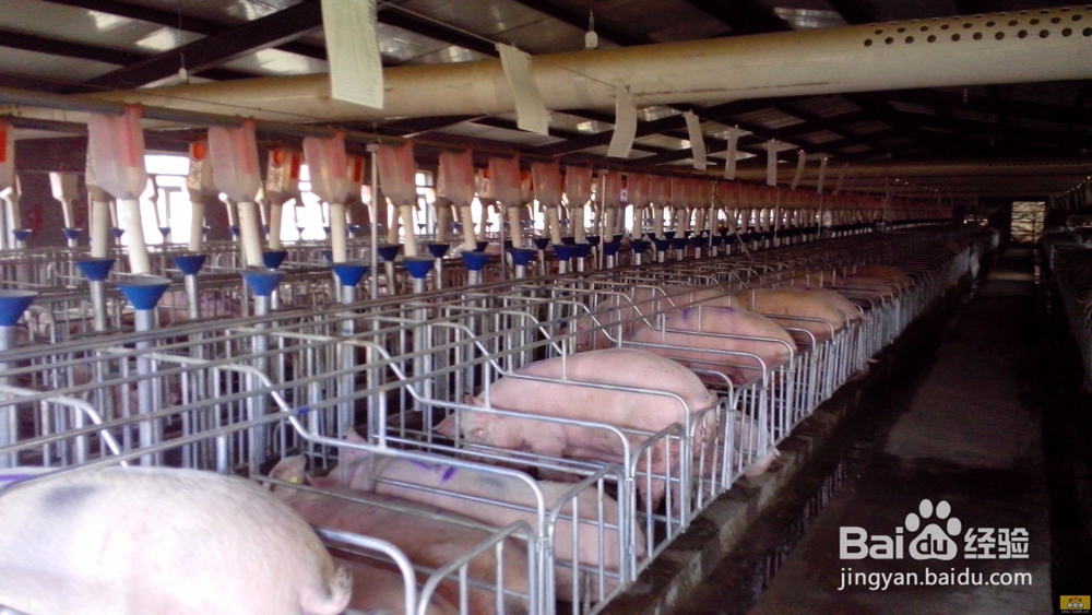 如何养猪最赚钱