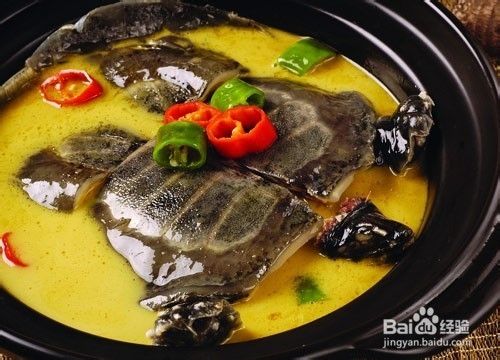 你还在盲目的食用甲鱼吗