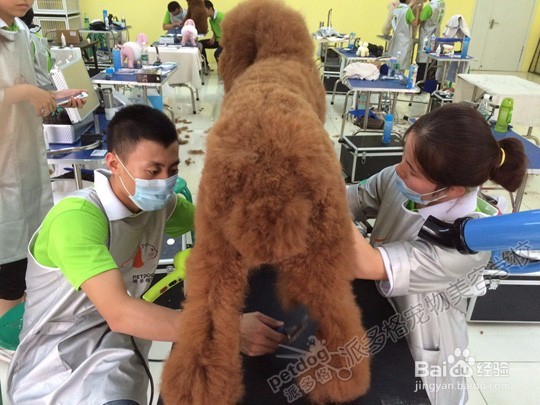 如何选择宠物美容学校