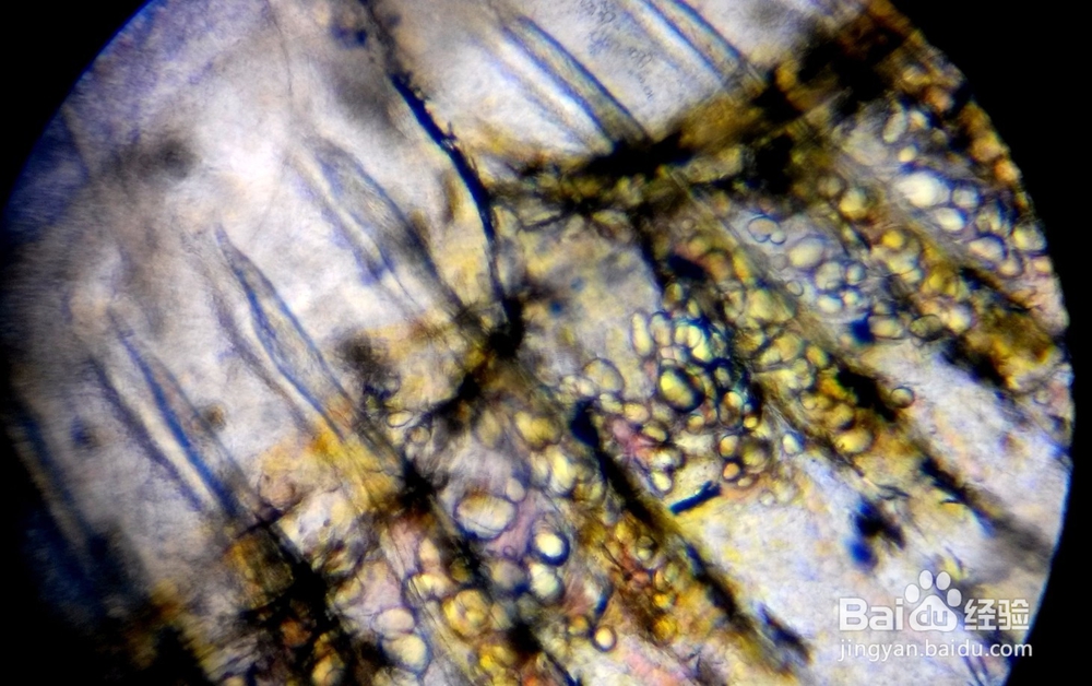 养殖经验浅谈-黄颡鱼大肚子