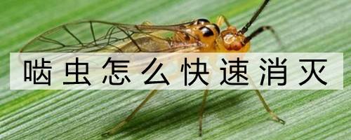 啮虫怎么快速消灭