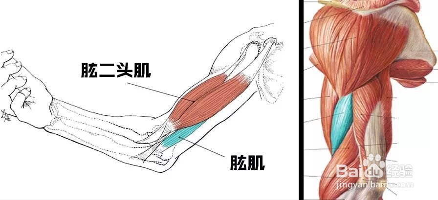 哪些动作可以练手臂。三角肌 肱二头肌 等