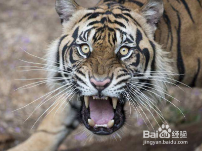 虎落平阳被犬欺的平阳是哪里?