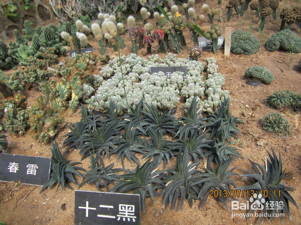 教你认识仙人掌：[3]仙人掌品种大全3