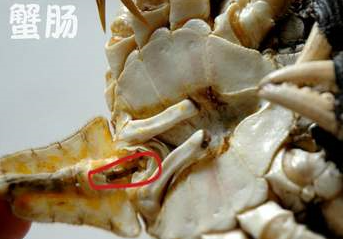 螃蟹的正确吃法，吃干净