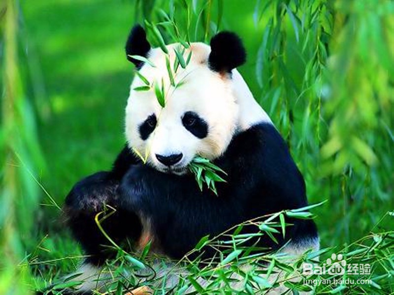 熊猫为什么喜欢吃竹子