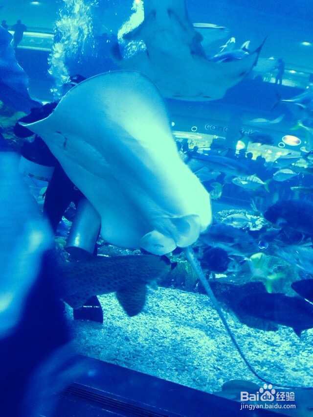 沿途的风景在我的镜头里,更在我心里 迪拜篇