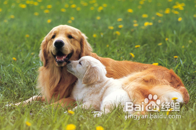 犬高空坠落急救