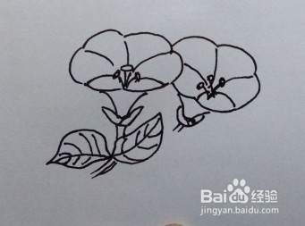 简笔画：牵牛花