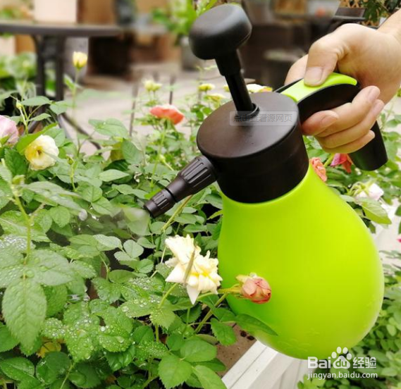 月季花叶子发黄干枯掉叶怎么办