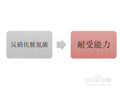 反硝化高效脱氮菌怎么辨别其性能的优良