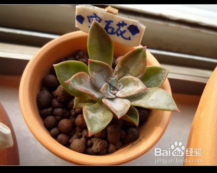 7月30日更新（摘心心得）--DIY阳台花园日记