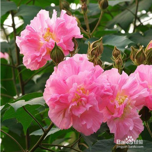 我们养芙蓉花需要注意哪些?