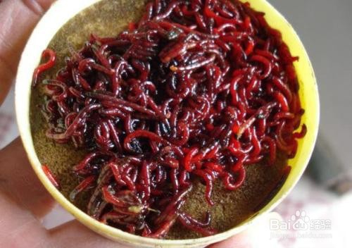 钓鱼王红虫饵怎么使用