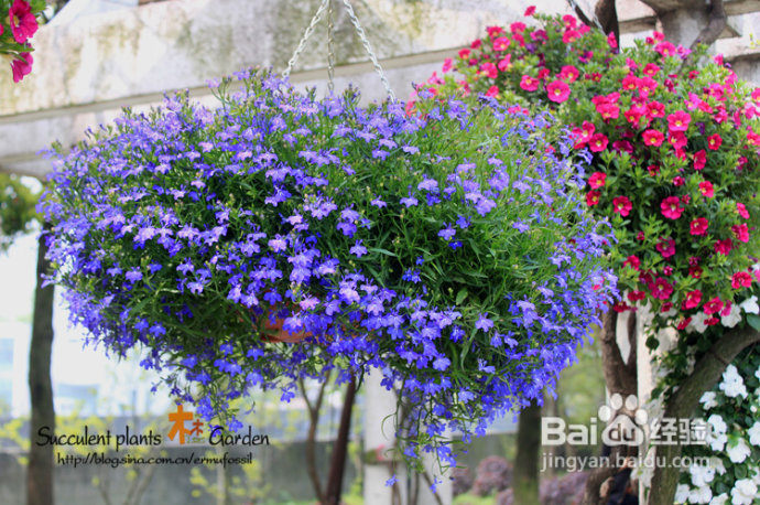 上海植物园（上）