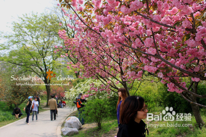 上海植物园（上）