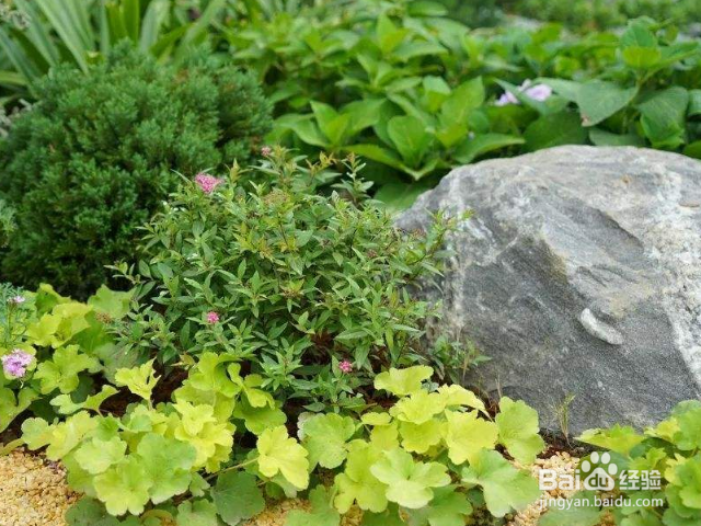 垂盆草与佛甲草有哪些区别？