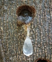 雪燕烘干机的烘干颜色,雪燕热泵烘干机的操作