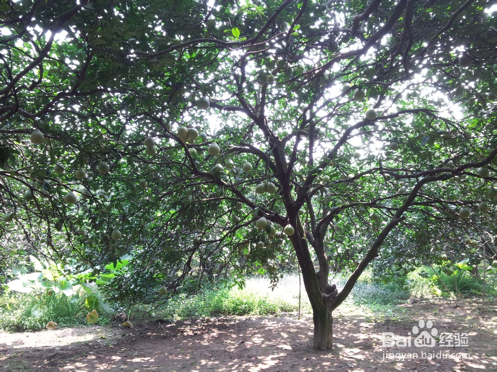 广西柳州三江侗族自治县游记：[2]丹洲古城