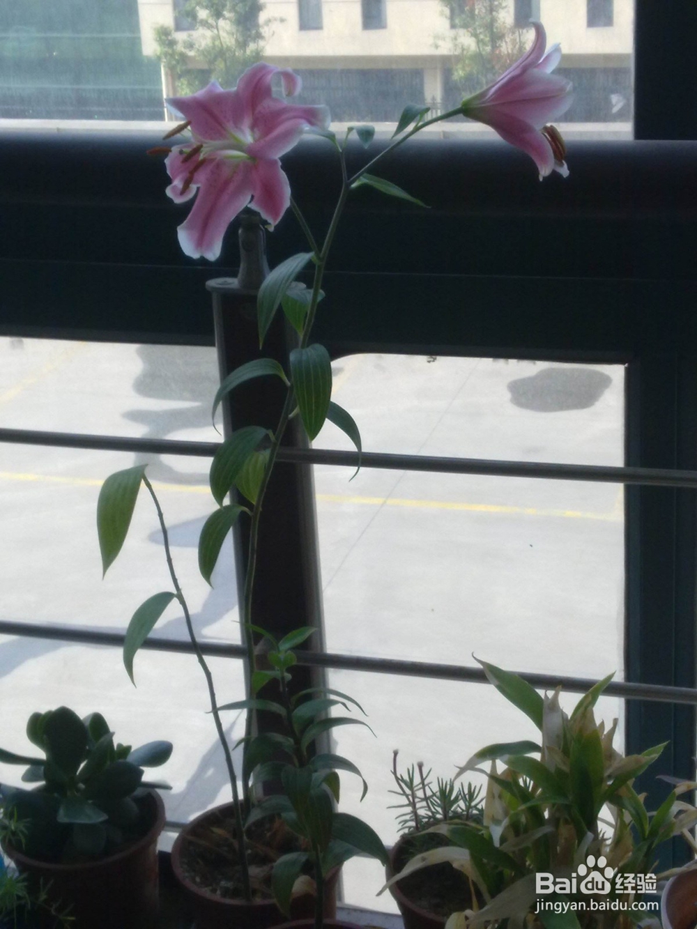 如何在家里种植百合