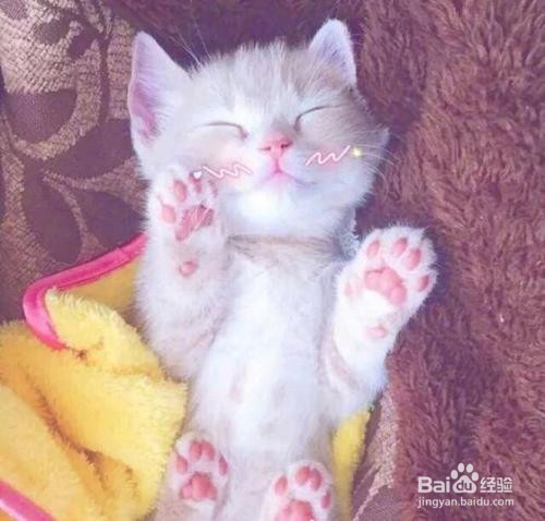 小奶猫不肯吃东西怎么办?