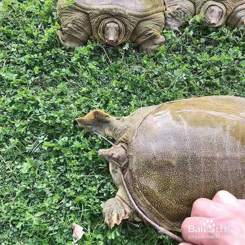 冬季滋补美食