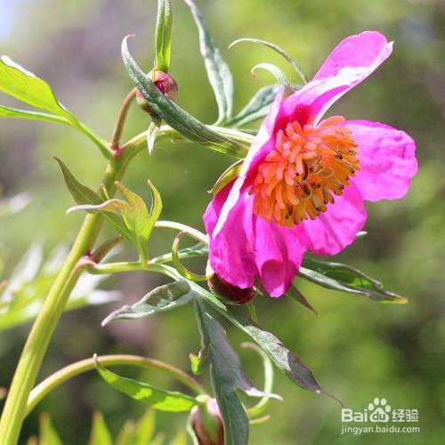 赤芍的养殖方法及病虫害预防