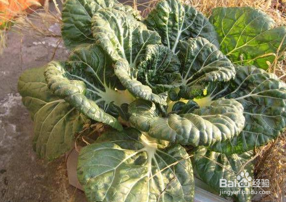 乌菜怎么样种植