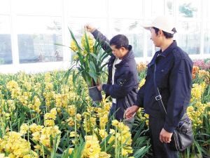 十几年养大花蕙兰经验分享