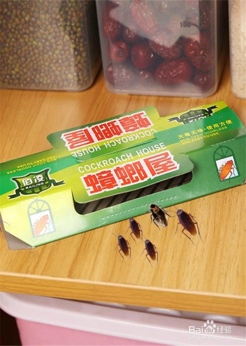 怎么才能根除蟑螂