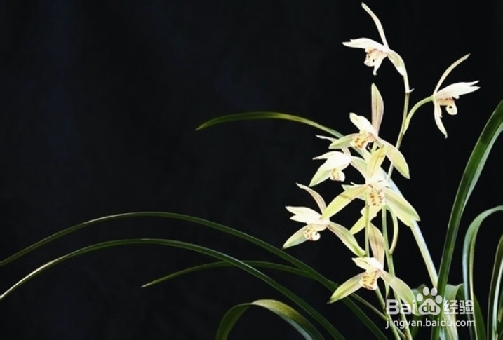 兰花叶子长黑斑怎么救